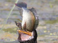 die vangs3  Reed Cormorant - Frieda Prinsloo 2013 : frieda